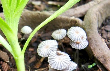 Toadstools: nature’s sign that compost is alive and kicking.