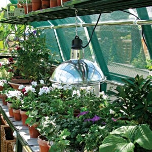 Greenhouse Grow Light in a Hartley Botanic Glasshouse