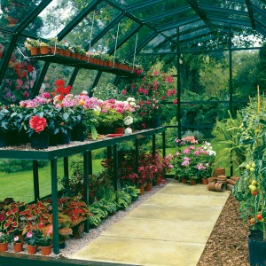 Greenhouse Staging and Shelving Inside a Hartley Botanic Glasshouse