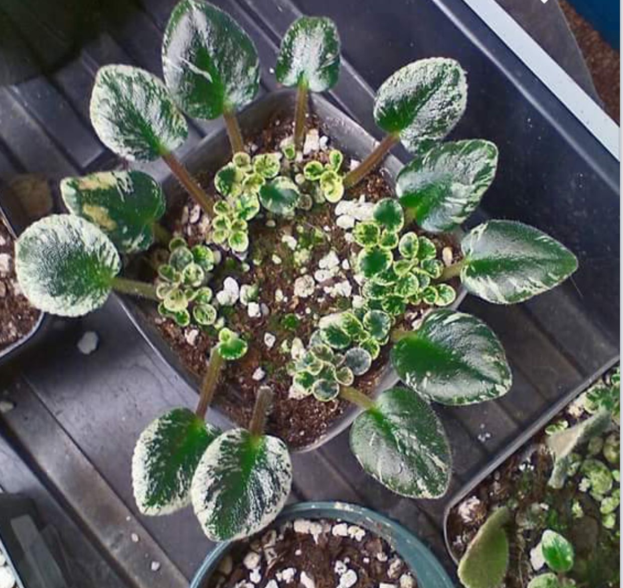 african violet propagation