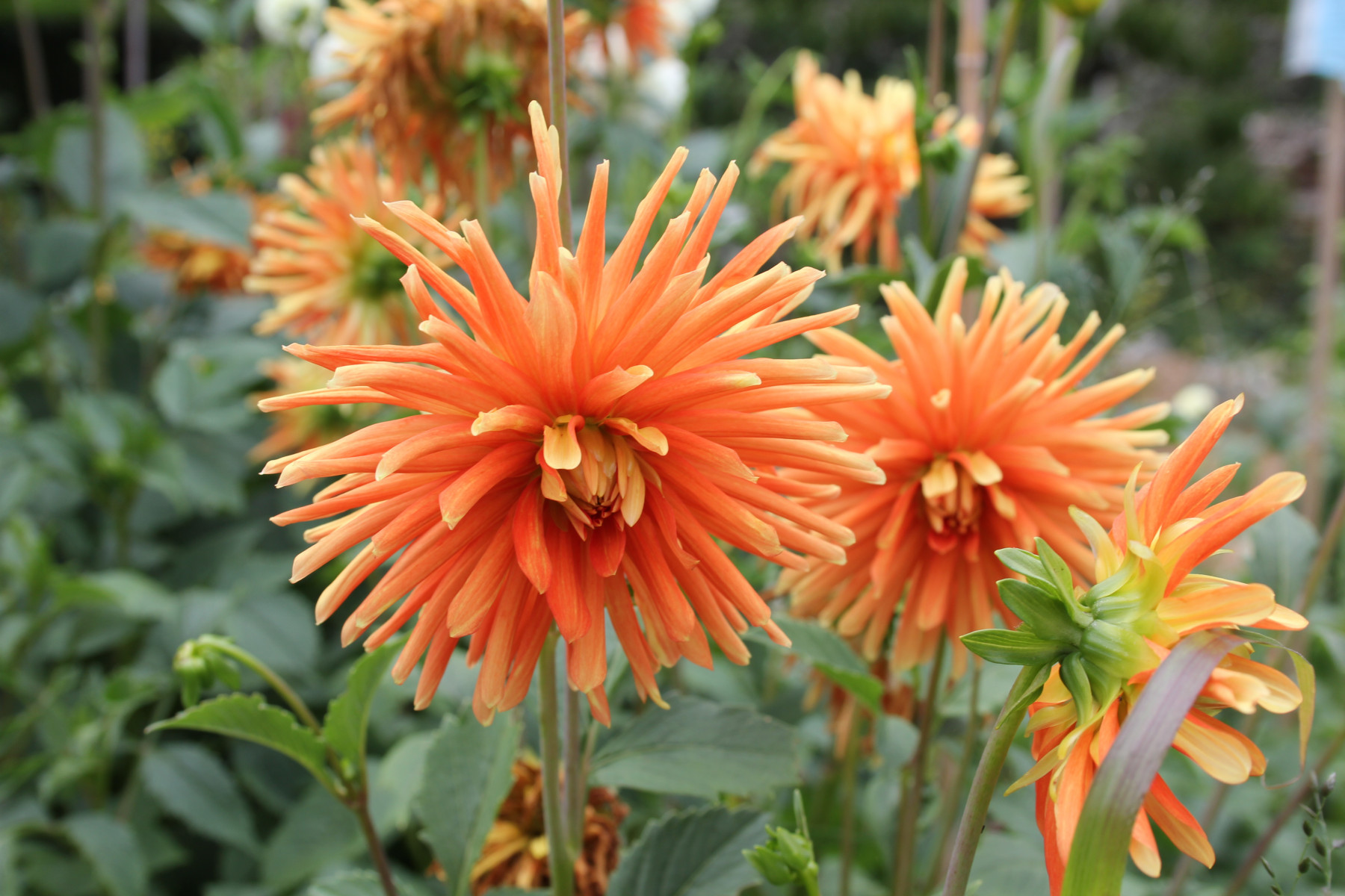 Growing Dahlias in Your Greenhouse by Roger Marshall